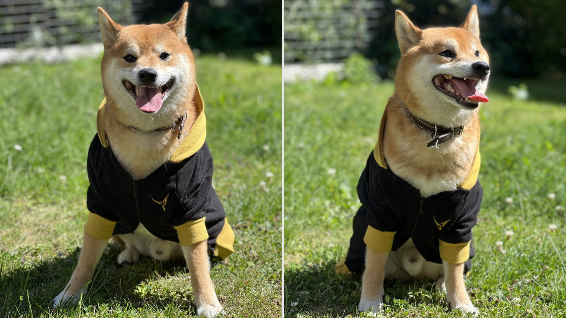 Durotan, the Shibe, casually showing off Vanir merch for doggos